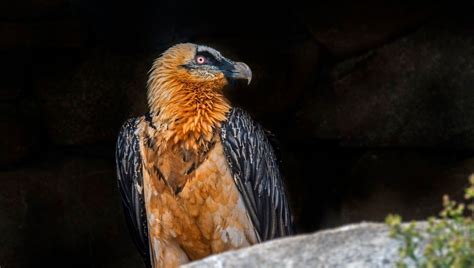 Loto de la biodiversité le retour du gypaète barbu dans les Pyrénées