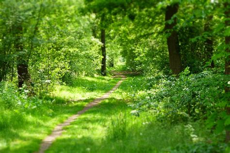 Фото Лета В Лесу – Telegraph