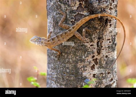 Indian Garden Lizard Asia Hi Res Stock Photography And Images Alamy