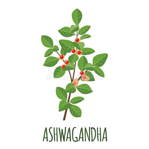 Medical Plant Ashwagandha Stock Vector Illustration Of Ashwagandha