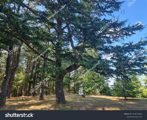 Mature Himalayan Cedar Cedrus Deodara Trees Stock Photo 2258770655