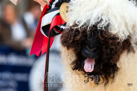 Valais Blacknose Beauties Sale '21 - MacGregor Photography