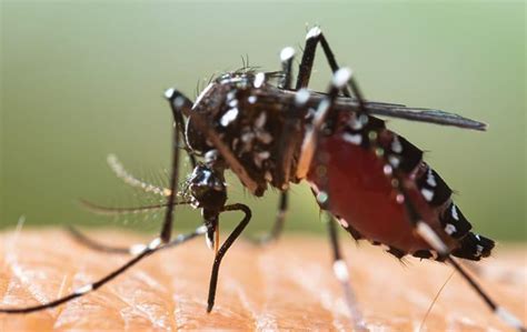 Top 8 Ways To Stop Mosquito Bites From Itching Pest Control Tips