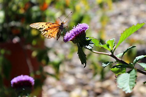 Corpus Christi Botanical Gardens Jobs Fasci Garden