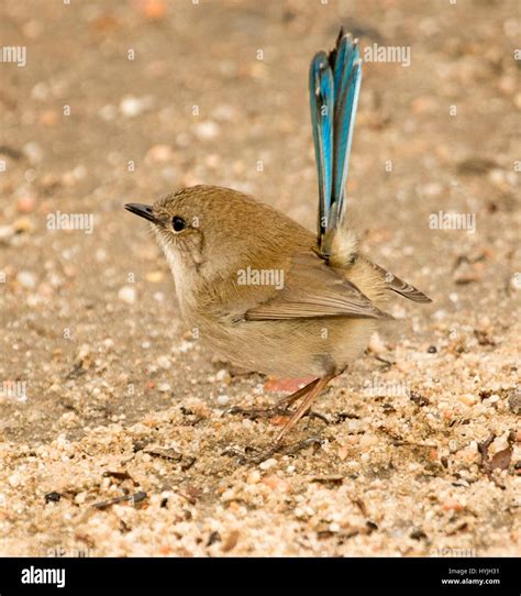 Tiny Male Superb Fairy Wren Malurus Cyaneus In Non Breeding Plumage