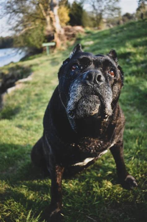 Cane Corso temperament: a gentle giant with a kind heart - YOUR MASTIFF