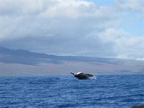 Premium Photo Humpback Whale Diving In Sea Against Sky