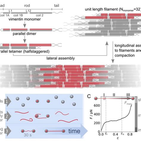 Stretching Experiments On Fully Assembled Vimentin Filaments A