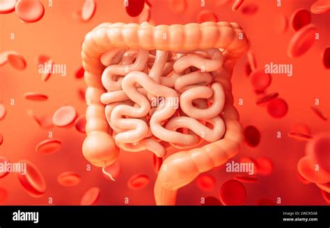 Intestinal Tract With Digestive Health Concept 3d Rendering 3d