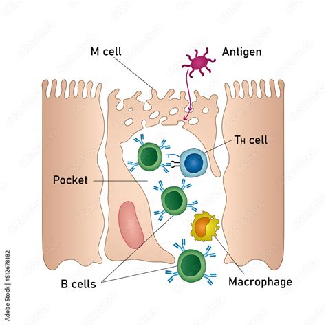 Mucosal Immune System Diagram Mucous Or Gut Associated Lymphoid Tissue