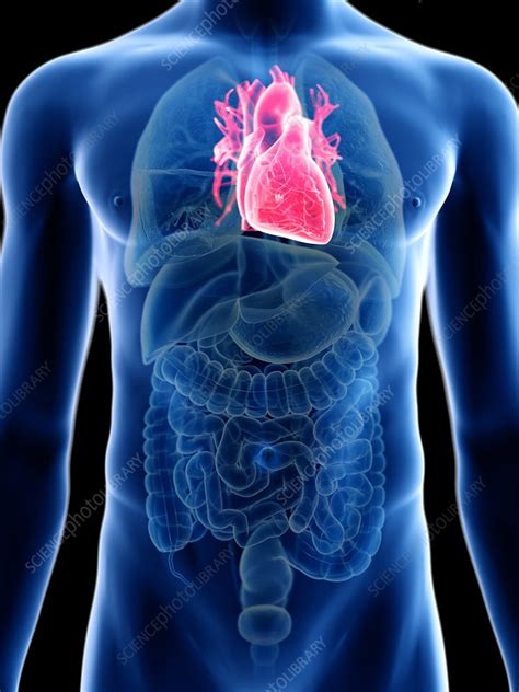 Illustration Of A Mans Heart Stock Image F0236341 Science Photo