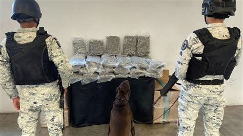 En Nuevo León Guardia Nacional decomisa aparente marihuana empaquetada