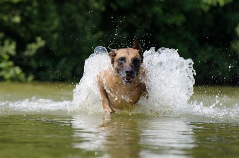 Free Belgian Malinois Malinois Images Pixabay