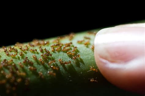 Rainforest Pests Skyrail