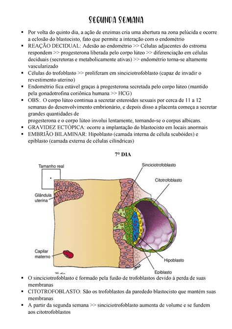 Segunda Semana Larsen Embriologia Humana Segunda Semana Por Volta