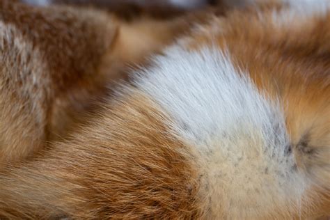 European Red Fox Fur Throw Paustian Furs