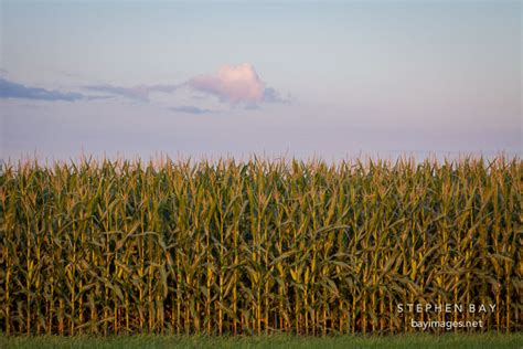 Photo: Corn field, Iowa.