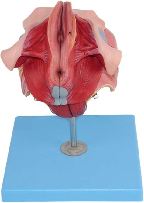 Anatomical Model Of Female Reproductive Organs Midsagittal Section