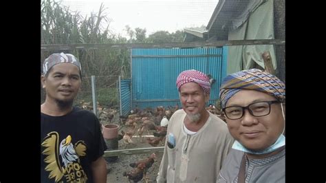 Ladang Ternakan Ayam Kampung Di Labuan Youtube