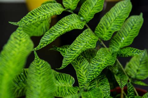 Striped Bamboo Fern ‘golden Zebra Plant Eureka Farms