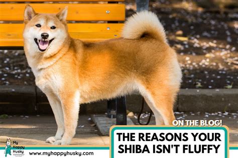 Why Isn’t My Shiba Inu Fluffy: 5 Reasons & What To Do – My Happy Husky