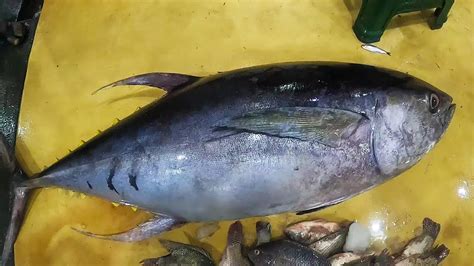 SUPERB YELLOWFIN TUNA FISH CUTTING SKILLS I WORLD SHARPEST FISH CUTTING