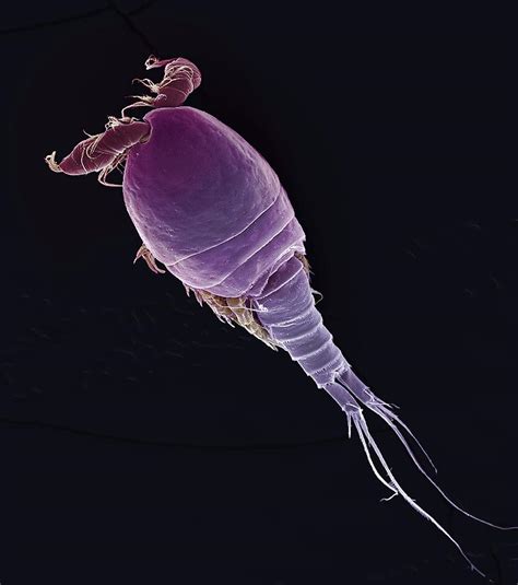 Cyclops Sp Copepod Sem Photograph By Steve Gschmeissner Fine Art