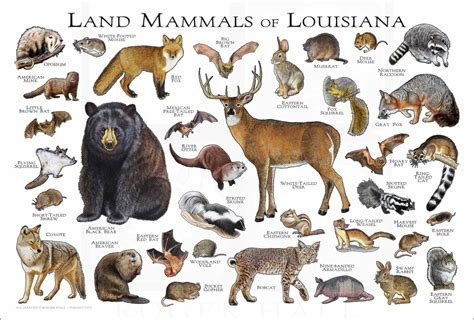 Land Mammals Of Louisiana Poster Print Louisiana Mammals Etsy