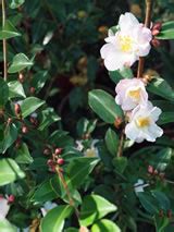 Camellia Sasanqua Fairy Blush Camellia Plant List Vibrant Earth