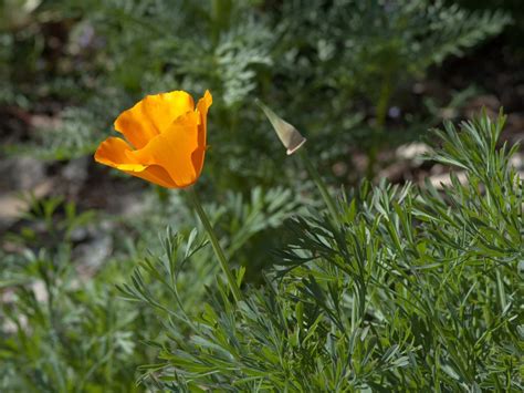 Exploring California Poppies Unraveling The Mystery Of Seed Pods Riveal