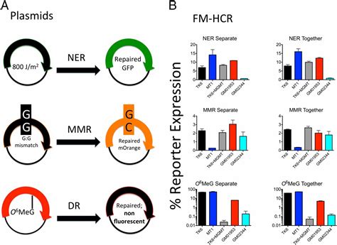 Multiplexed Dna Repair Assays For Multiple Lesions And Multiple Doses