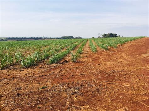 Fazenda S Tio Na Rea Rural Sn Area Rural De Tatui Em Tatu Por R