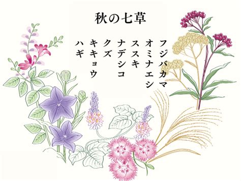 中秋の名月を楽しむ。～秋の七草を飾ろう～いつ？由来や過ごし方をご紹介。 フラワーショップみなと