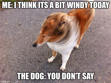 Its Not That Windy Imgflip