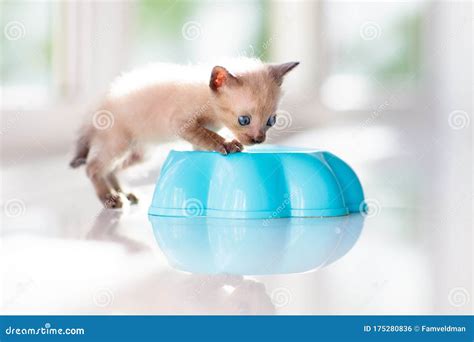 Baby Cat. Cute Kitten Playing at Home Stock Photo - Image of baby ...