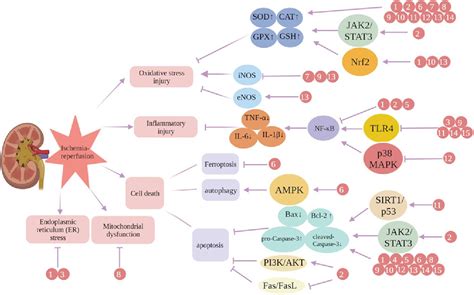 Figure From Protective Effects And Mechanisms Of Flavonoids In Renal