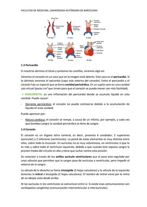 Solution Anatomia Cardiovascular Studypool