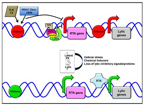 Schematic Of Kaposi S Sarcoma Associated Herpesvirus Kshv