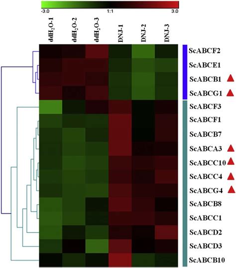 Hierarchical Cluster Analysis Of ABC Transporter Genes From S C