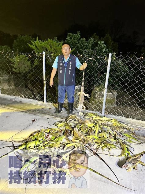 影屏東綠鬣蜥泛濫成災！燈一照如「下大雨」般逃竄 每晚抓百隻