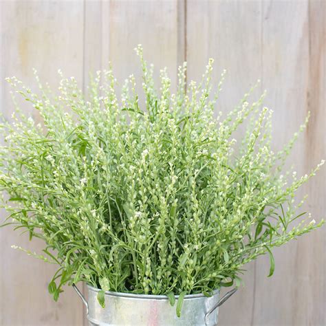 Persian Cress Organic Cress Seed Johnnys Selected Seeds