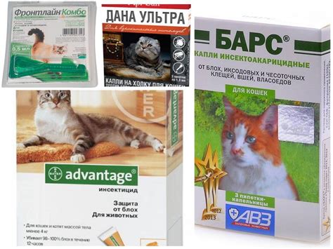 Най-добрите капки от бълхи за котки, котета и котки. Как да действате ...