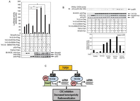 TGF B 1 Dependent Phosphorylation Of 14 3 3 S Regulates Smad3 Dependent