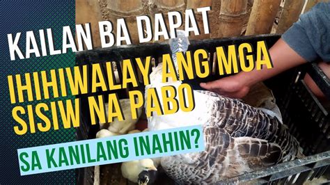 Kailan Ba Dapat Ihihiwalay Ang Mga Sisiw Na Pabo Sa Kanilang Inahin