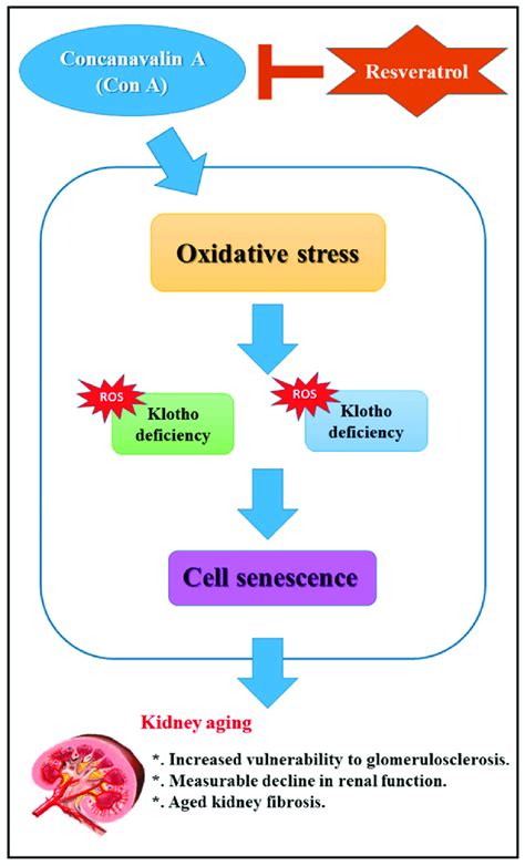 Schematic Diagram Of Resveratrol Pretreatment To Prevent Against