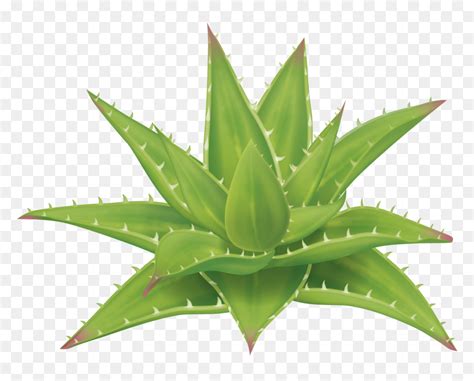 Planta De Aloe Vera วา น หางจระเข Png Transparent Png vhv