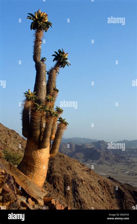 Pachypodium Namaquanum Halfmens In The Richtersveld Stock Photo Alamy