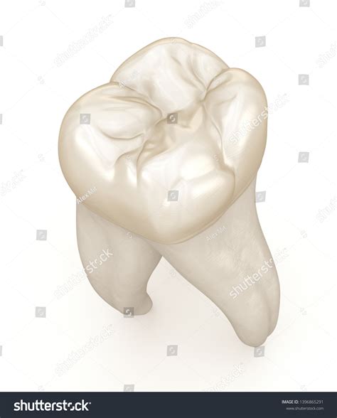 Dental Anatomy First Maxillary Molar Tooth Stock Illustration