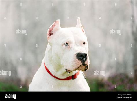 White Dog Of Dogo Argentino Also Known As The Argentine Mastiff Is A