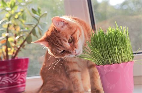 Plantas para quem tem animal de estimação em casa Apê11